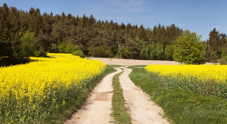 Field of rapeseed brassica napus with rural road - plant for green energy and oil industryの写真素材