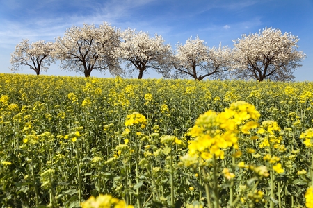 field of rapeseed and alley of cherry tree, rapeseed is the best plant for green energy and oil industryの写真素材