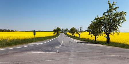Panoramic view of rapeseed brassica napus field and roadの写真素材