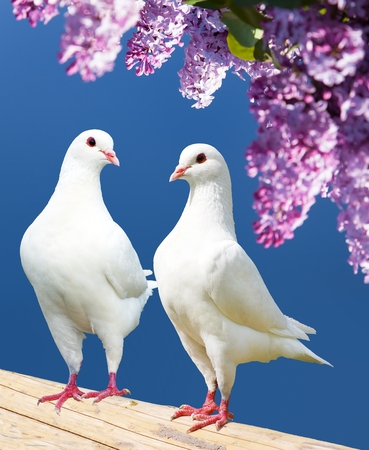 Beautiful view of two white pigeons on perch with flowering lilac tree background, imperial pigeon, duculaの写真素材