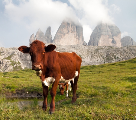 view of cow and mount Tre Cime or Drei Zinnen - Italian dolomitesの写真素材