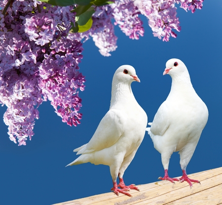 Beautiful view of two white pigeons on perch with flowering lilac tree background, imperial pigeon, duculaの写真素材