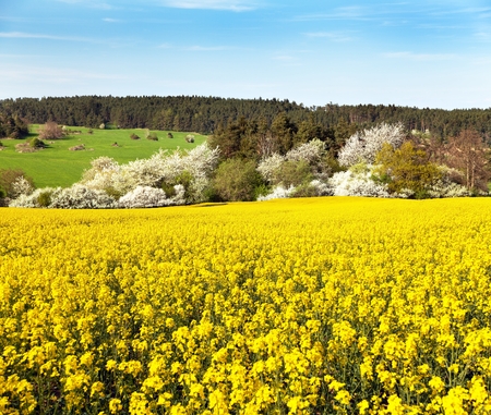 Rapeseed field - Brassica Napus - plant for green energy and oil industry - springtime viewの写真素材