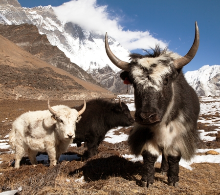 Yaks on the way to Everest base camp and mount Lhotse - Nepalの写真素材
