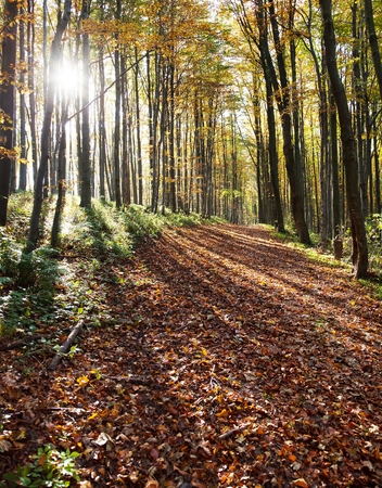 view from autumnal hardwood forest - european beechs (fagus sylvatica)の写真素材
