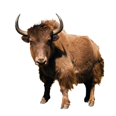 brown yak Bos mutus isolated on white backgroundの写真素材