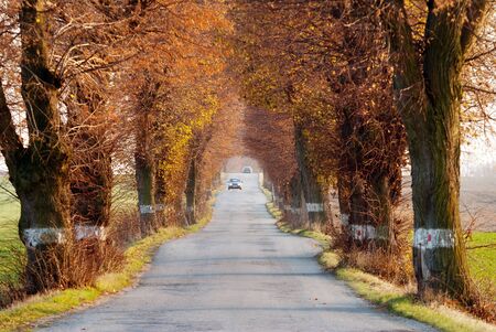 autumnal view of road with car and beautiful old alley of lime treeの写真素材