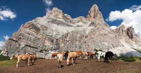 Cows and horses under Monte Pelmo in Italian Dolomitiesの写真素材