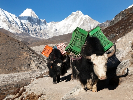 Yaks on the way to Everest base camp and mount Pumo Ri, Khumbu valley, Sagarmatha national park, Nepalの写真素材