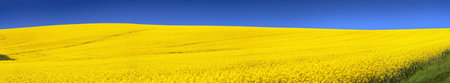 Panoramic view of golden field of flowering rapeseed with blue sky - brassica napus - plant for...