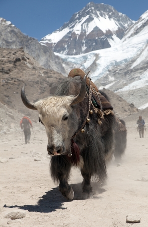 Yak on the way to Everest base camp - Nepalの写真素材