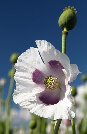 Detail of flowering opium poppy papaver somniferumの写真素材