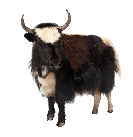 Black and white yak (Bos grunniens or Bos mutus) isolated on white backgroundの写真素材