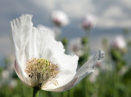 Detail of flowering opium poppy in Latin papaver somniferum, poppy field, white colored poppy is grown in Czech Republicの写真素材