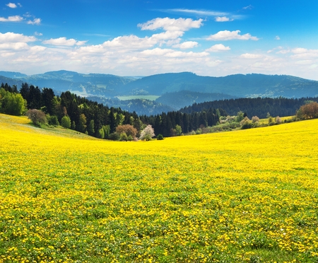 yellow flowering meadow full of dandelion, springtime view from Bohemian-moravian highlands, Czech Republicの写真素材