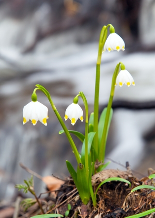 Spring Snowflake, Summer Snowflake or Loddon Lily - Leucojum vernumの写真素材