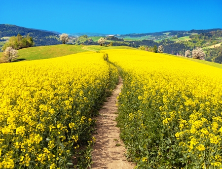Field of rapeseed, canola or colza in Latin Brassica napus with path way, rape seed is plant for green energy and green industry, springtime golden flowering fieldの写真素材