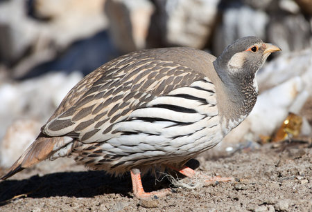 Tibetan Snowcock (Tetraogallus tibetanus) at Gokio Ri,Sagarmata National Park, Solu Khumbu, Nepal.の写真素材