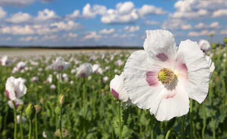 Detail of flowering opium poppy in Latin papaver somniferum, poppy field, white colored poppy is grown in Czech Republicの写真素材
