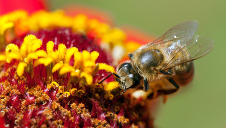 detail of bee or honeybee in Latin Apis Mellifera, european or western honey bee pollinated red and yellow flowerの写真素材