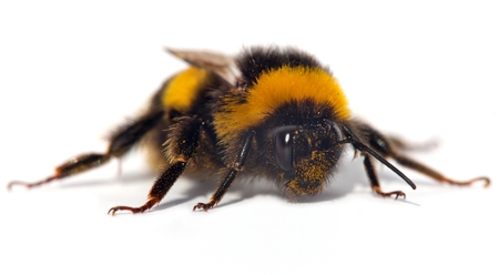 bumblebee or bumble bee isolated on the white backgroundの写真素材