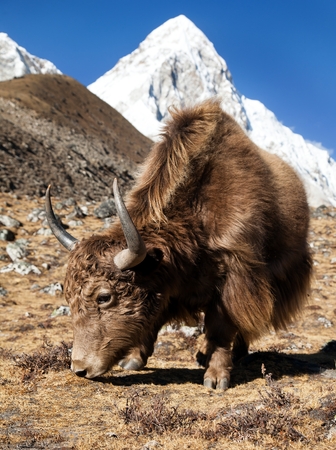 Yak on the way to Everest base camp and mount Pumo ri - Nepal himalayas mountainsの写真素材