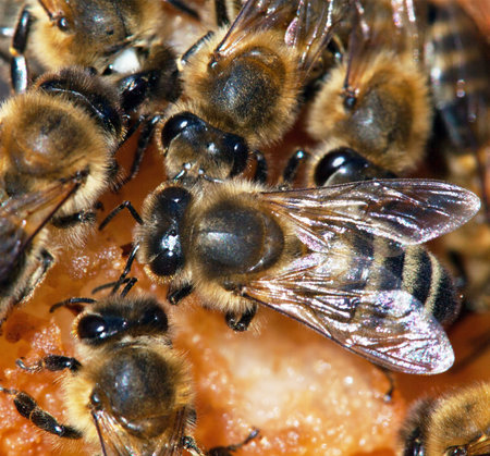 group of bee or honeybee in Latin Apis Mellifera, european or western honey