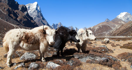 group of three yaks, bos grunniens or bos mutus, on the way to Everest base camp, Nepal Himalayas mountainsの写真素材