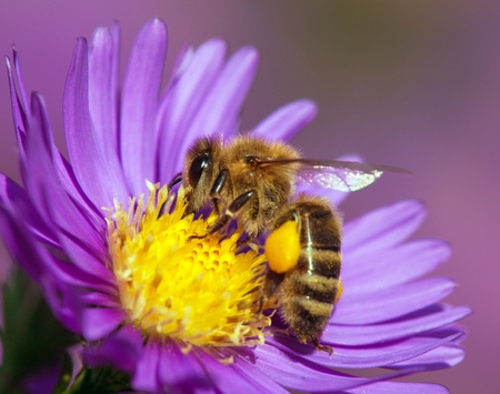 detail of bee or honeybee in Latin Apis Mellifera, european or western honey bee sitting on the yellow violet or blue flowerの写真素材