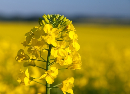 detail of flowering rapeseed canola or colza field in latin Brassica Napus, plant for green energy and oil industry, rape seed on blue sky backgroundの写真素材