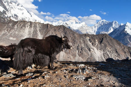 Black yak (bos grunniens or bos mutus) on the way to Everest base camp - Nepalの写真素材