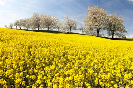 rapeseed canola or colza field and alley of flowering cherry trees with beautiful sky Brassica Napus rape seed is plant for green energy and oil industry - spring time viewの写真素材