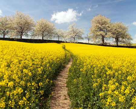 Rapeseed, canola or colza field with parhway and alley of flowering cherry trees - Brassica Napus -...