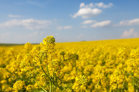 Rapeseed, canola or colza field in Latin Brassica Napus, rape seed is plant for green energy and oil...