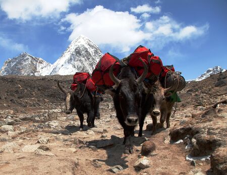 caravan of yaks with bags on the way to mount Everest base camp - nepal himalayas mountainsの写真素材