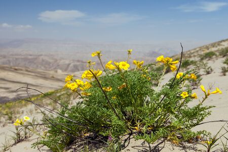 Yellow flower flowering on Cerro Blanco sand dune, the highest dunes on the world, located near Nasca or Nazca town in Peruの写真素材