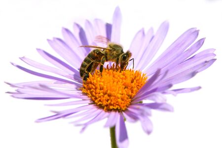 bee or honeybee in Latin Apis Mellifera, european or western honey bee sitting on the violet flower isolated on white backgroundの写真素材