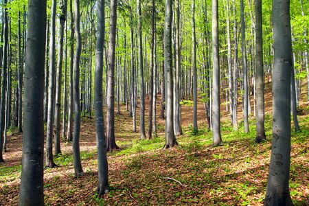 springtime view from european beech wood springy woodlandの写真素材