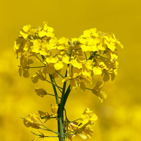detail of golden flowering field of rapeseed canola or colza in latin Brassica Napus - rape seed is...