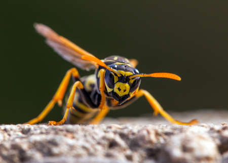 Wasp or German European wasp yellowjacket in latin Vespula vulgarisの写真素材