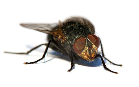 fly with red eyes, closeup of fly isolatet on the white background