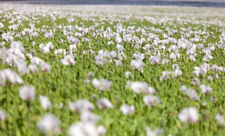 flowering opium poppy field in Latin papaver somniferum, white colored poppy is grown in Czech Republicの写真素材