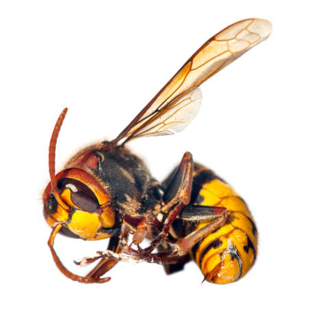 detail of European hornet in latin Vespa crabro isolated on white backgroundの写真素材