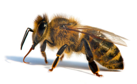detail of bee or honeybee in Latin Apis Mellifera, european or western honey bee isolated on the...