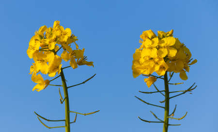 detail of flowering rapeseed canola or colza field in latin Brassica Napus, plant for green energy and oil industry, rape seed isolated on blue sky backgroundの写真素材