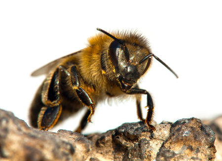 detail of bee or honeybee in Latin Apis Mellifera, european or western honey bee isolated on the...