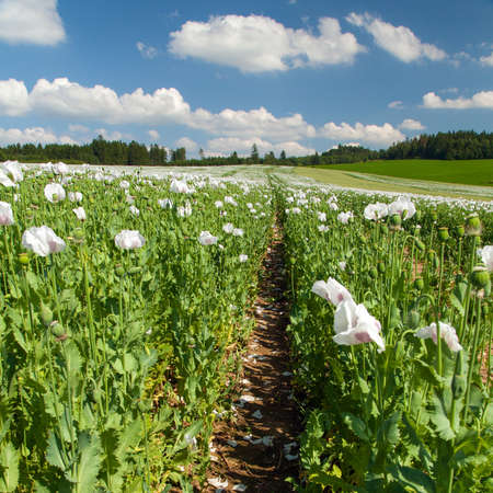 Detail of flowering opium poppy in Latin papaver somniferum with pathway, poppy field, white colored poppy is grown in Czech Republicの写真素材