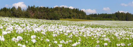 flowering opium poppy field in Latin papaver somniferum, poppy field, panoramic view, white colored poppy is grown in Czech Republicの写真素材