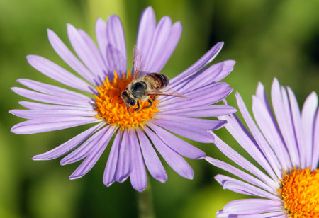 detail of bee or honeybee in Latin Apis Mellifera, european or western honey bee sitting on the yellow violet purple or blue flowerの写真素材