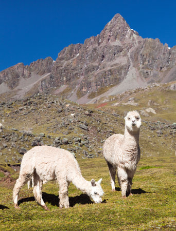 llama or lama, two lamas on pastureland, Andes mountains, Peruの写真素材